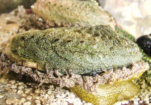 The Illicit Abalone Trade in South Africa